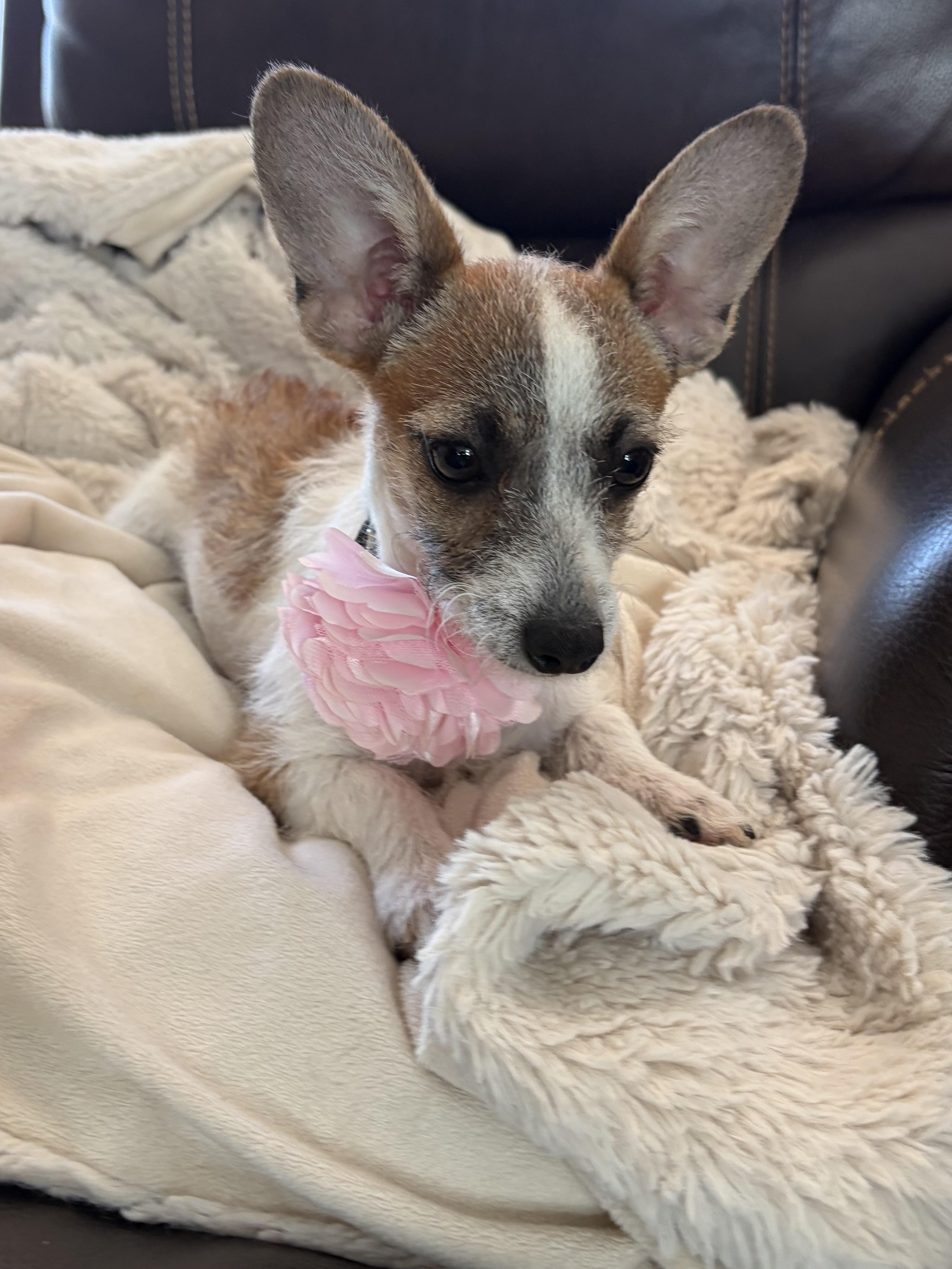 Bitty, adopted, Puppy Female Chihuahua & Terrier.