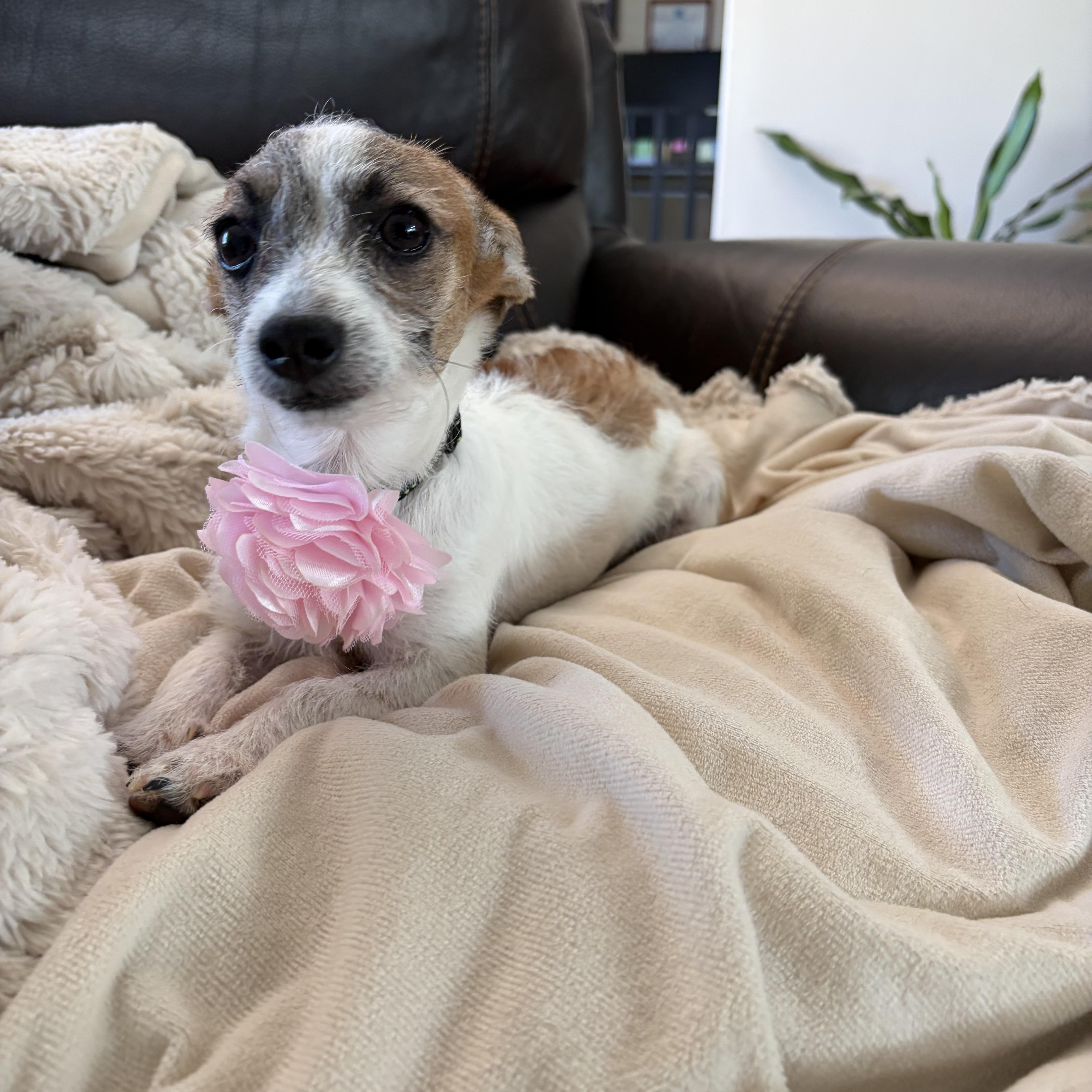 Bitty, an adopted mixed breed in Poway, CA image 2/3