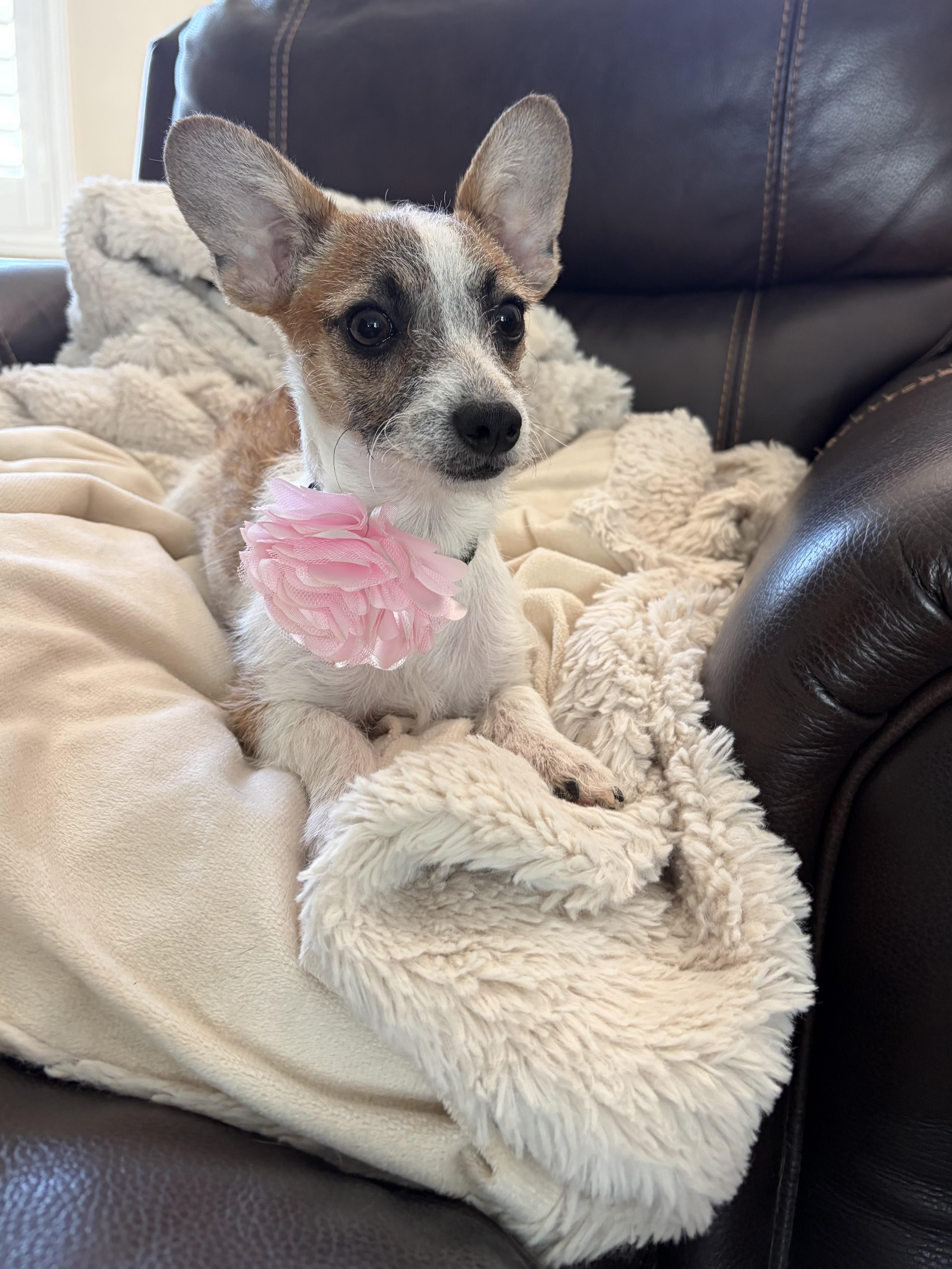 Bitty, an adopted mixed breed in Poway, CA image 3/3