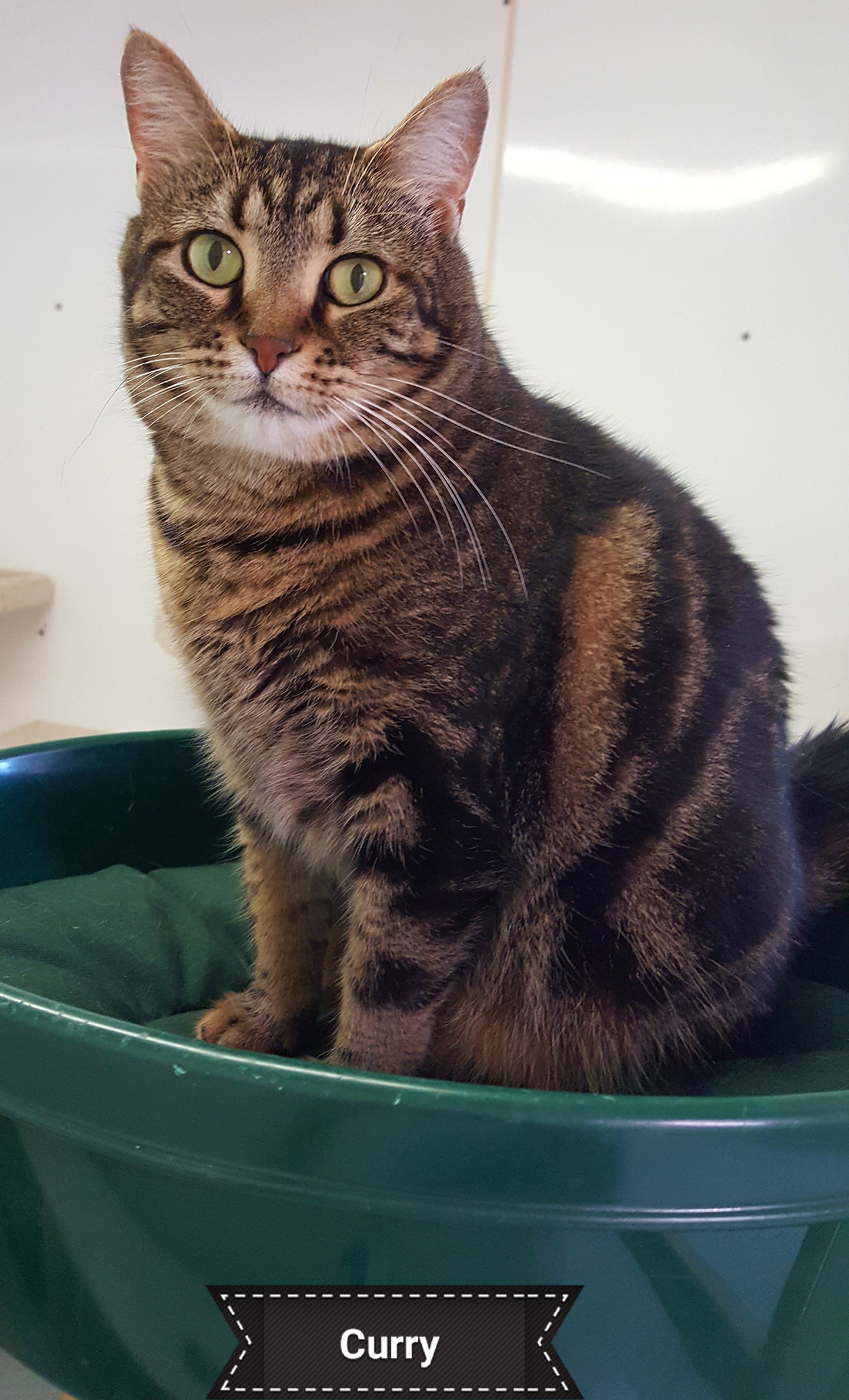 Curry, Adoptable, Adult Female Domestic Short Hair.