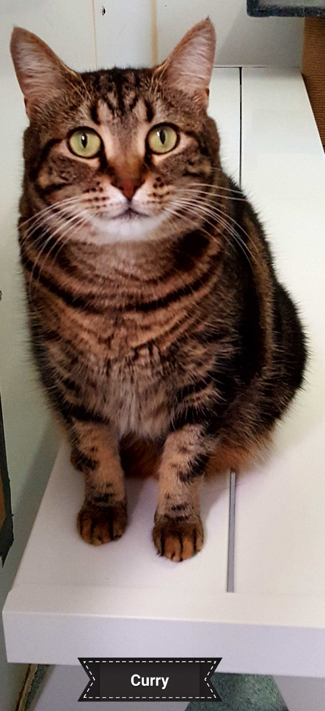 Curry, a Adoptable Domestic Short Hair in Key Largo, FL image 3/8