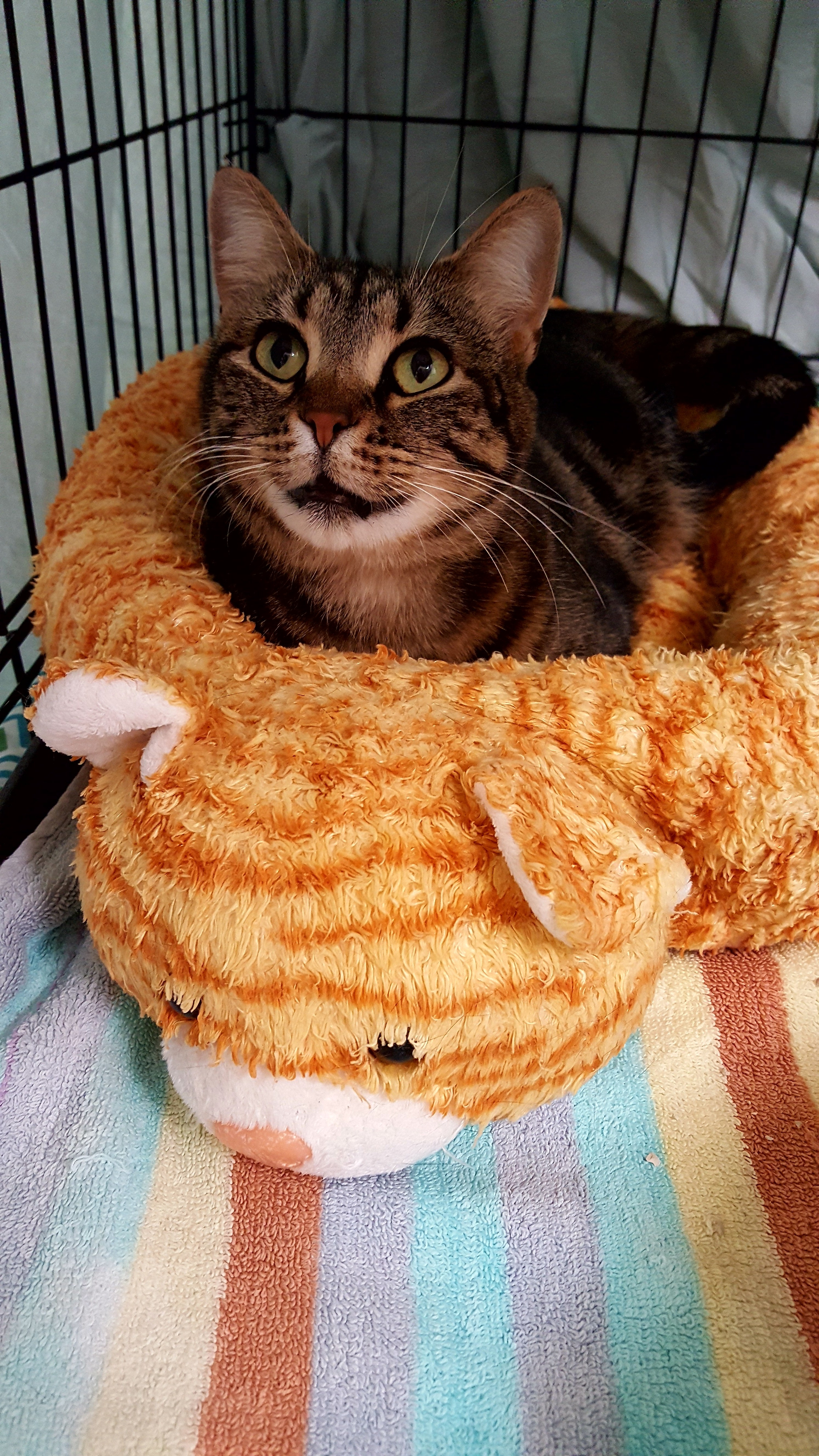 Curry, a Adoptable Domestic Short Hair in Key Largo, FL image 4/8