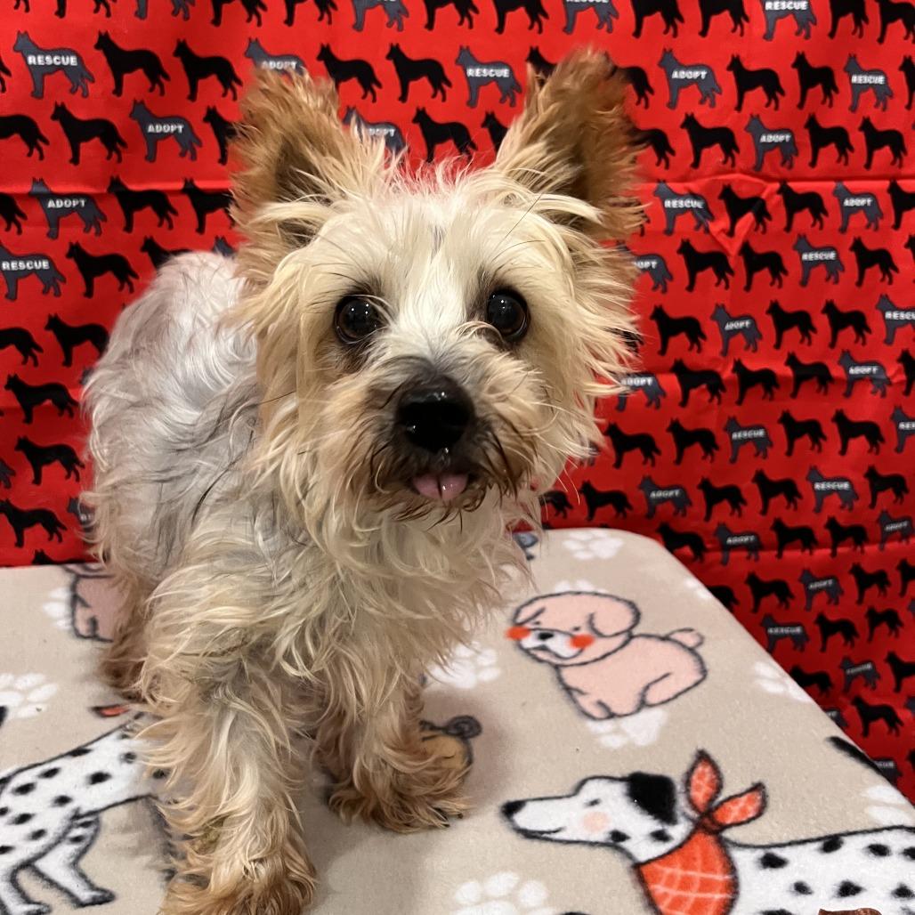 Megamind, Adoptable, Senior Female Yorkshire Terrier & Yorkshire Terrier.