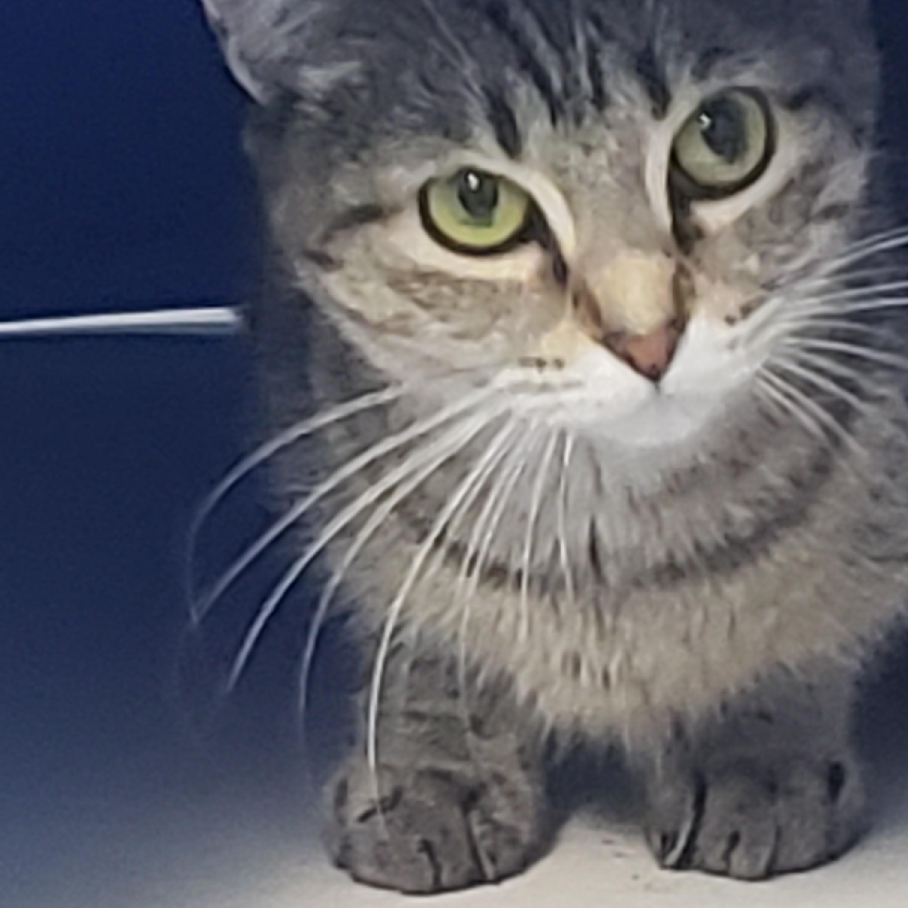 Courtesy Kitty, a Adoptable Domestic Short Hair in Fremont, MI image 3/3