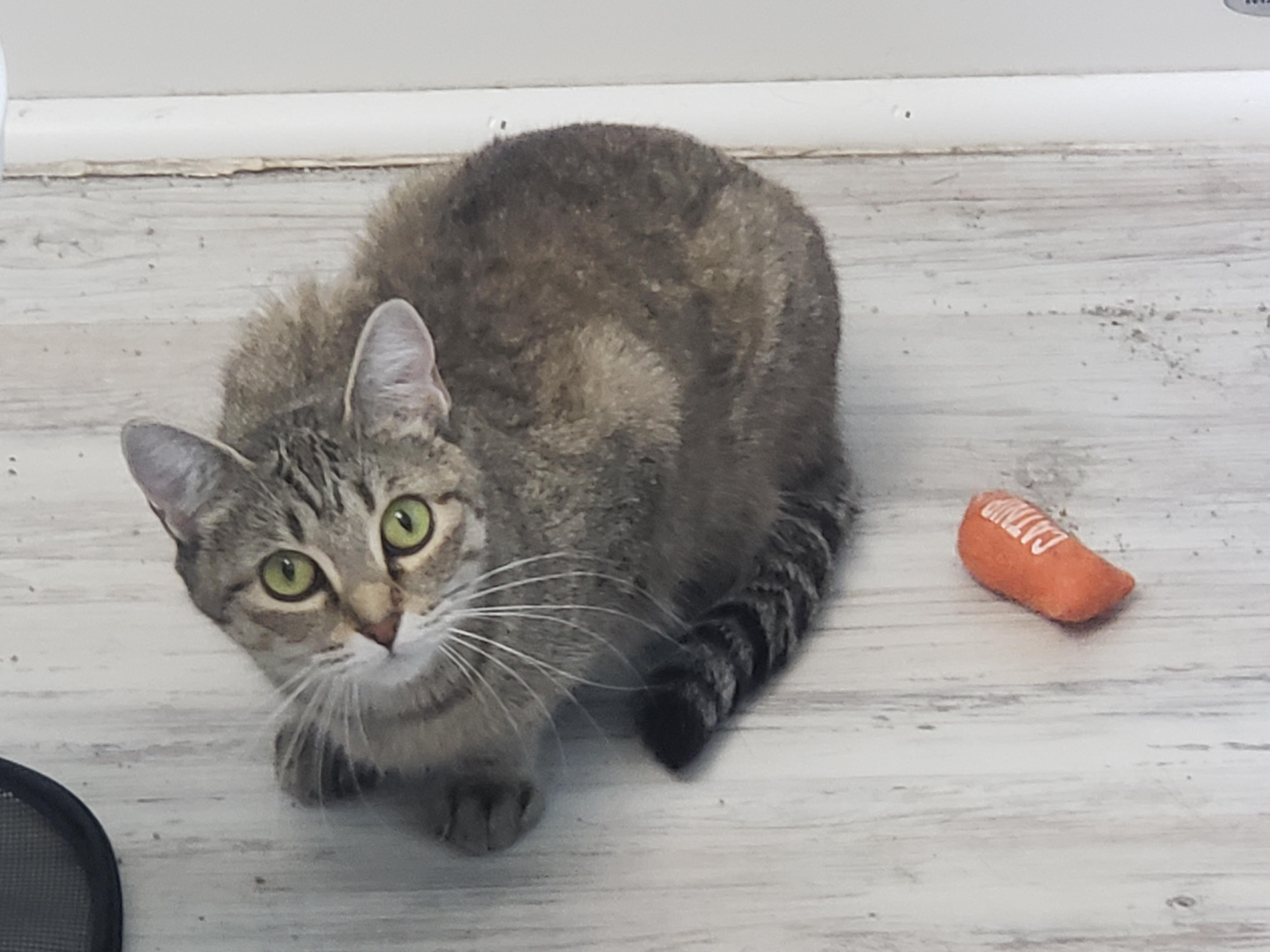 Courtesy Kitty, a Adoptable Domestic Short Hair in Fremont, MI image 1/3