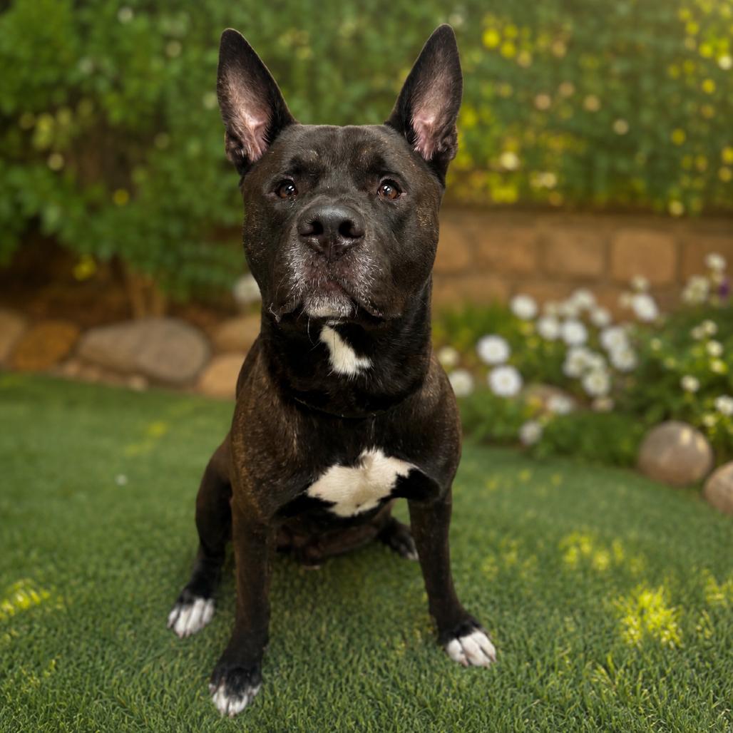 Lucario, Adoptable, Adult Male Akita & Pit Bull Terrier.