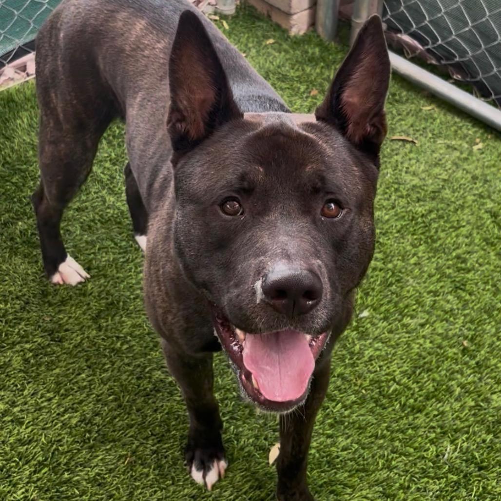 Enlarge Lucario, a Adoptable mixed breed in Henderson, NV image 2/3