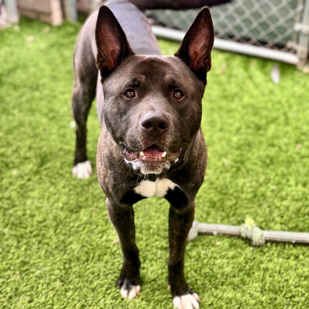 Enlarge Lucario, a Adoptable mixed breed in Henderson, NV image 3/3