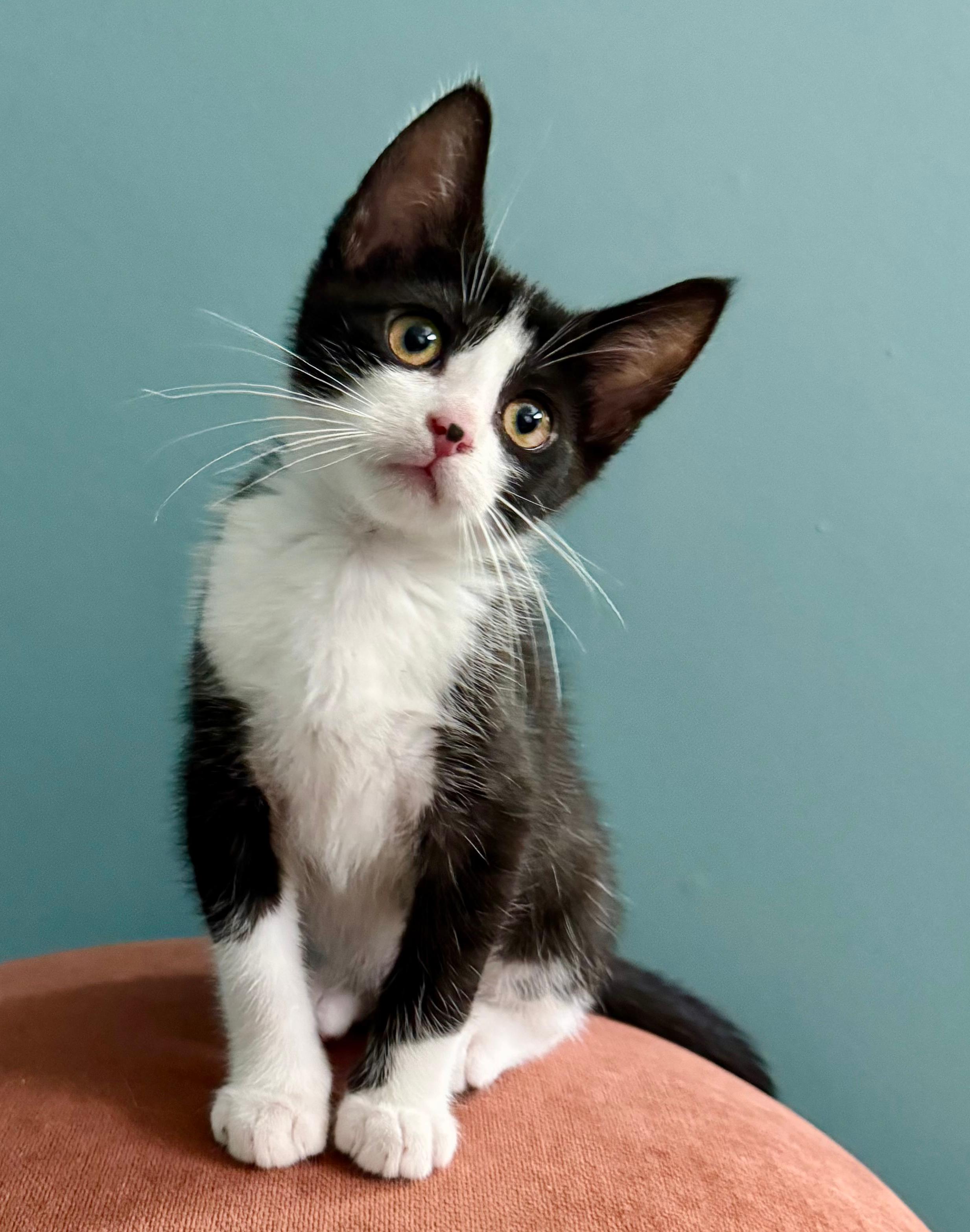 Cookie Monster & Miss Piggy, Baby Male Domestic Short Hair