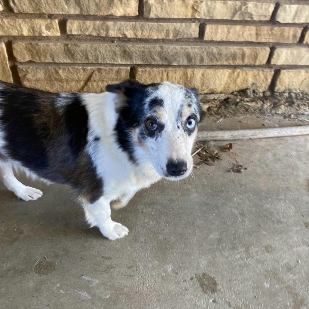 Bluey, Adoptable, Adult Male Australian Cattle Dog / Blue Heeler.