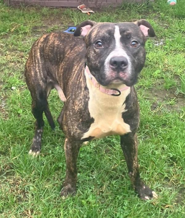 Scooby Doo, Adoptable, Adult Male Pit Bull Terrier.