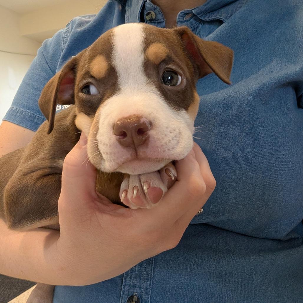 Enlarge Hemi, an adopted Pit Bull Terrier in Fenton, MI image 1/1