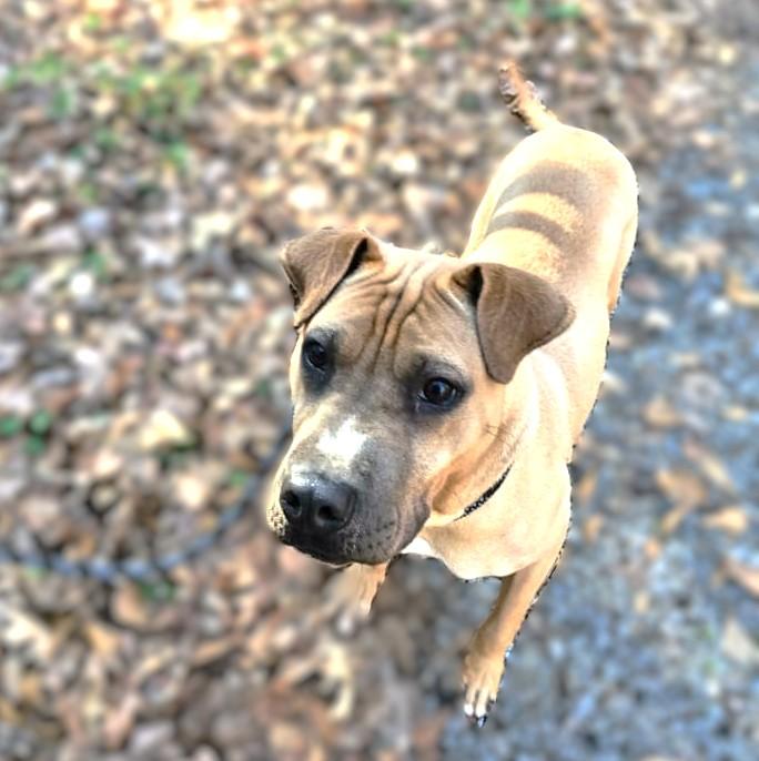 Enlarge Marci (35 lbs), a ADOPTABLE mixed breed in Mississauga, ON image 5/6