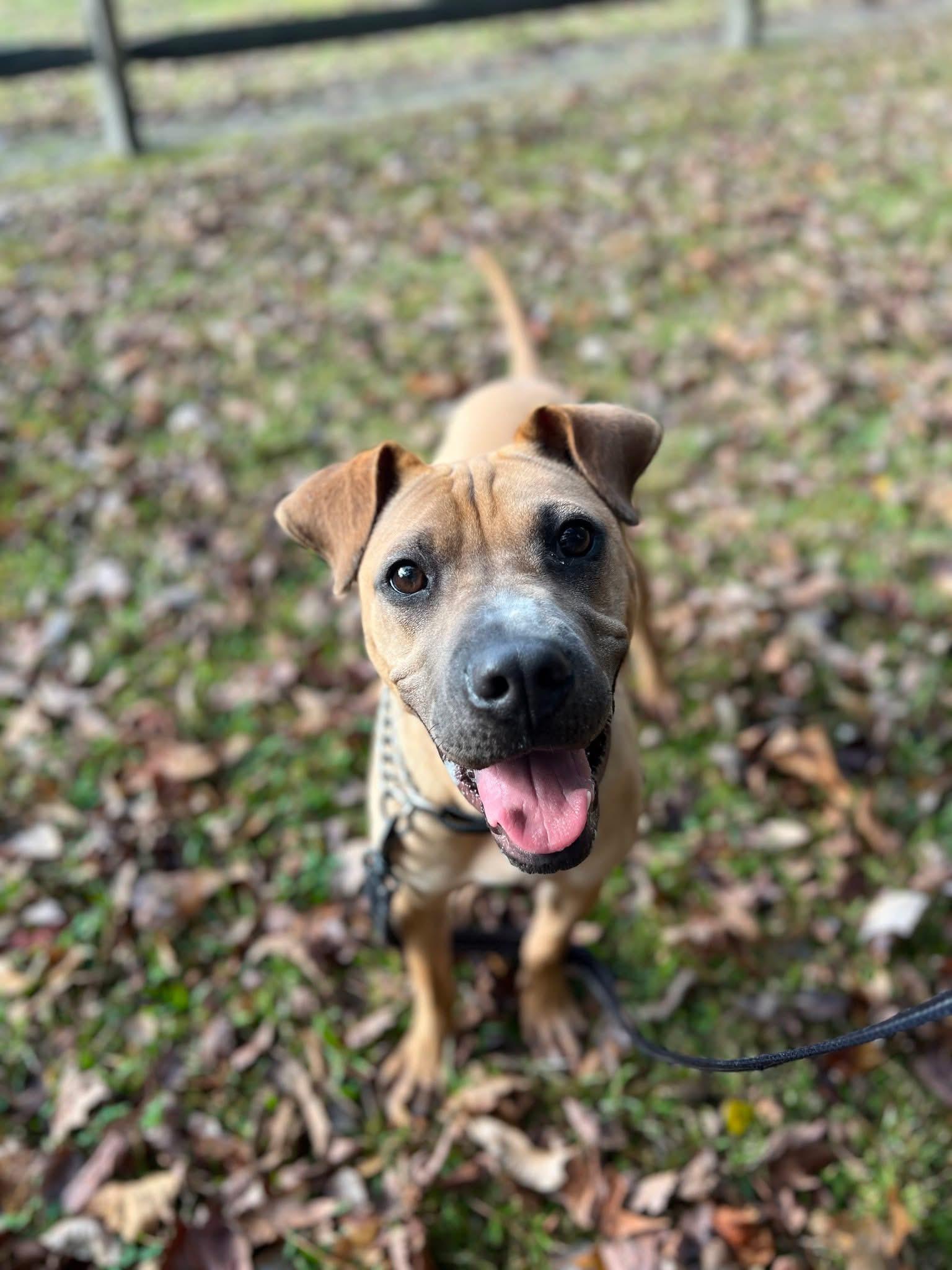 Enlarge Marci (35 lbs), a ADOPTABLE mixed breed in Mississauga, ON image 2/6
