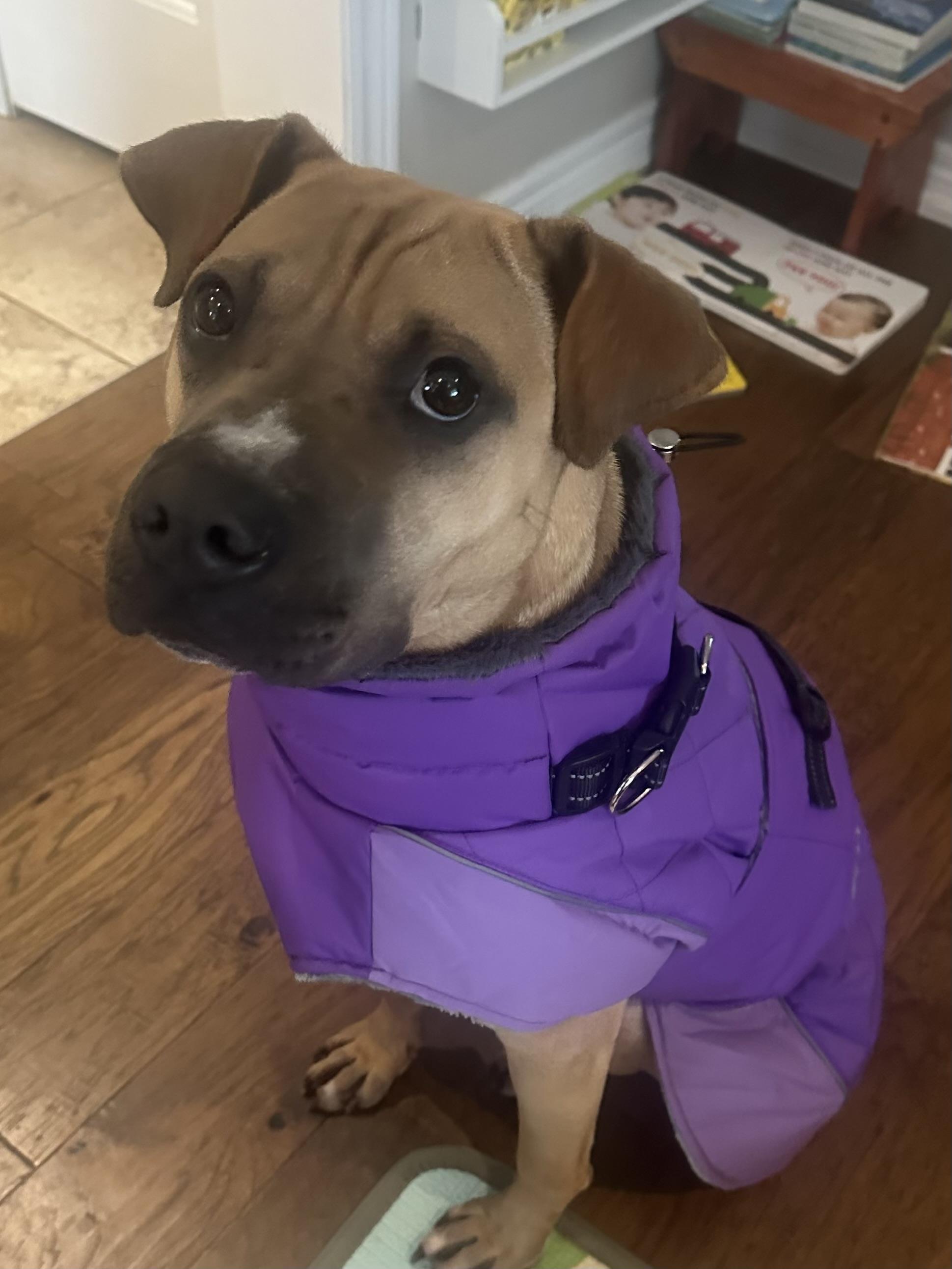 Enlarge Marci (35 lbs), a ADOPTABLE mixed breed in Mississauga, ON image 4/6