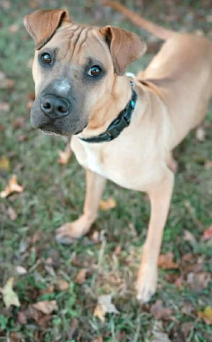 Enlarge Marci (35 lbs), a ADOPTABLE mixed breed in Mississauga, ON image 3/6