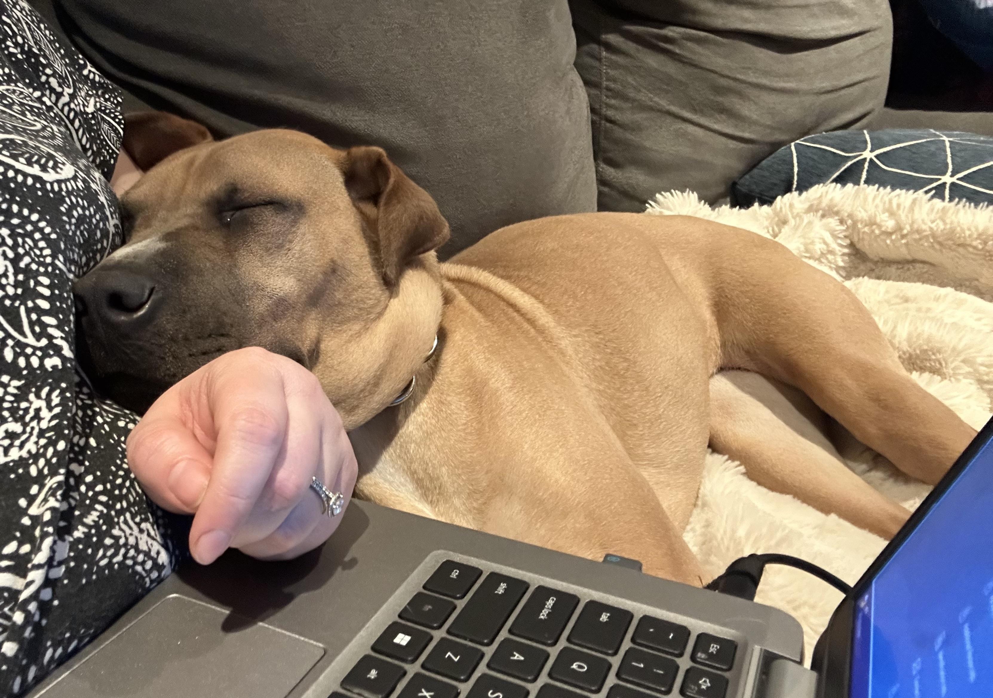 Enlarge Marci (35 lbs), a ADOPTABLE mixed breed in Mississauga, ON image 6/6