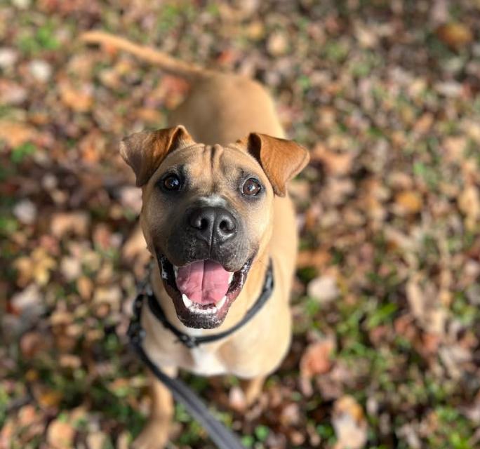 Enlarge Marci (35 lbs), a ADOPTABLE mixed breed in Mississauga, ON image 1/6