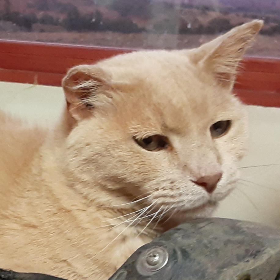 Enlarge Stubby, a ADOPTABLE American Shorthair in Torrey, UT image 1/1