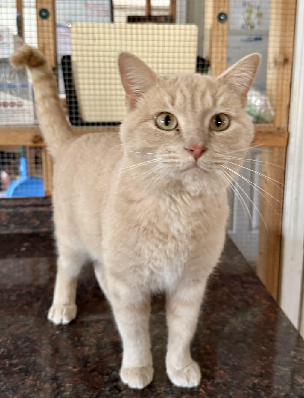 Enlarge Mika, a Adoptable Domestic Short Hair in Talbott, TN image 1/6