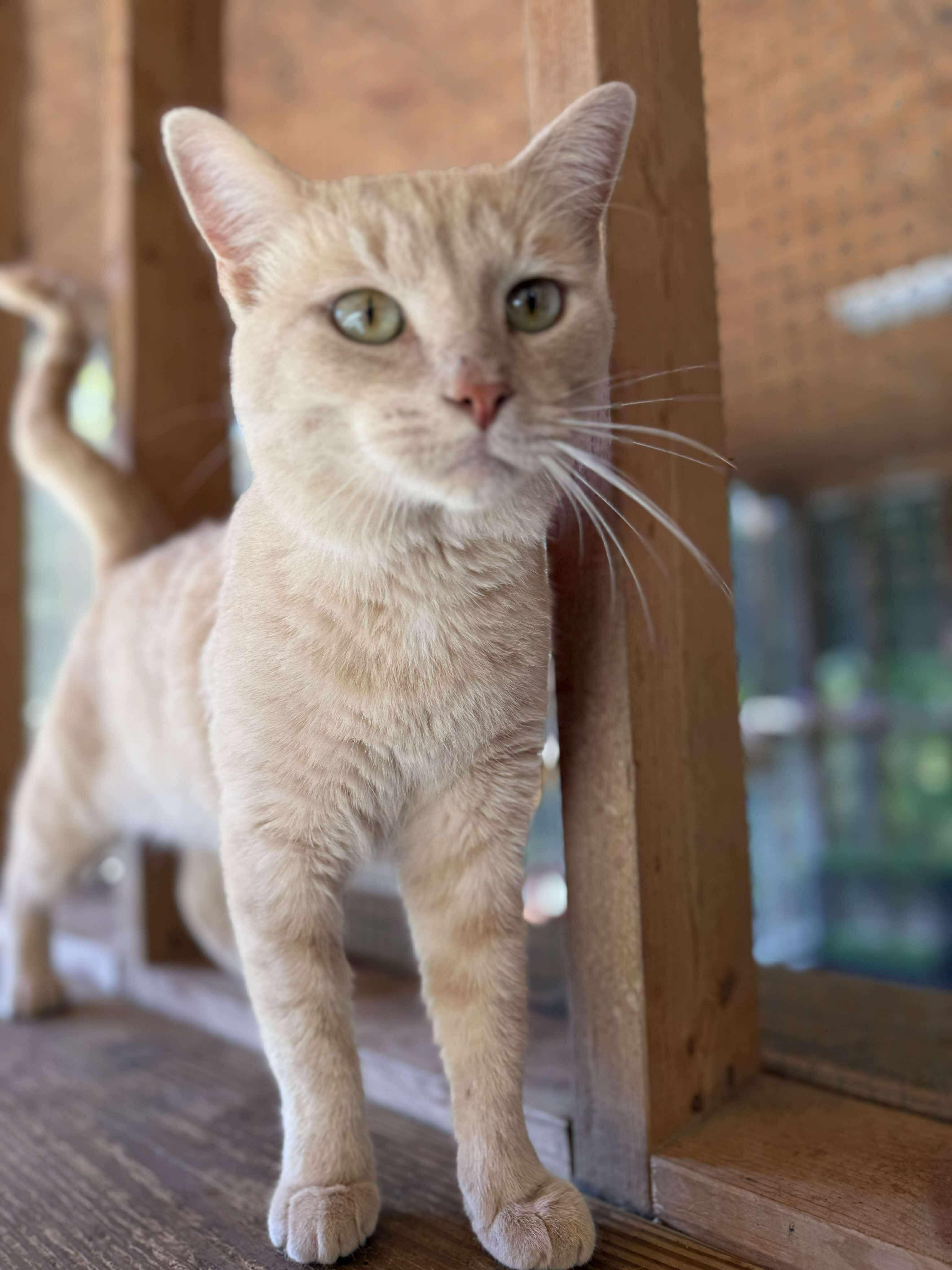 Mika, a Adoptable Domestic Short Hair in Talbott, TN image 2/5