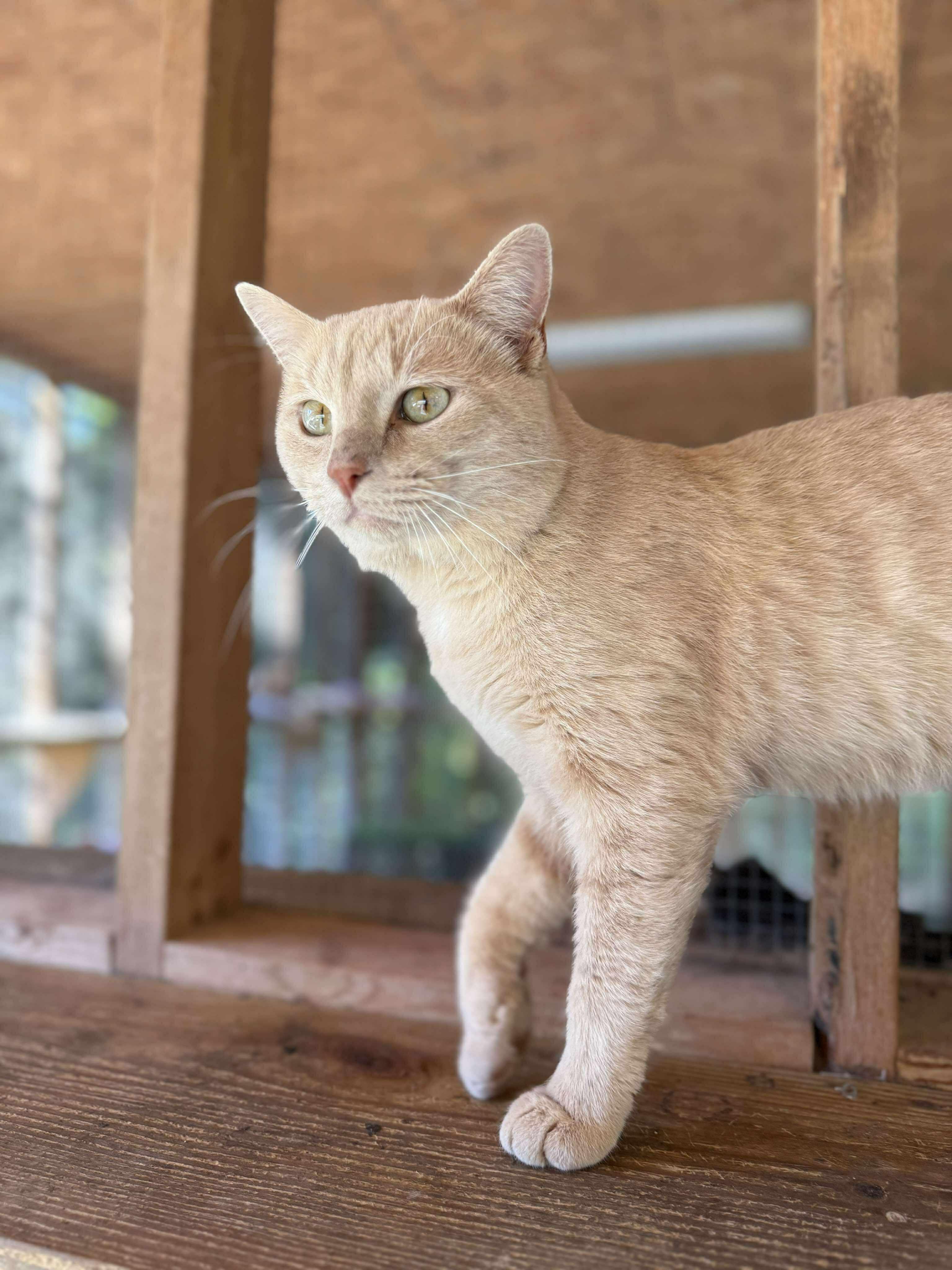 Mika, a Adoptable Domestic Short Hair in Talbott, TN image 4/5