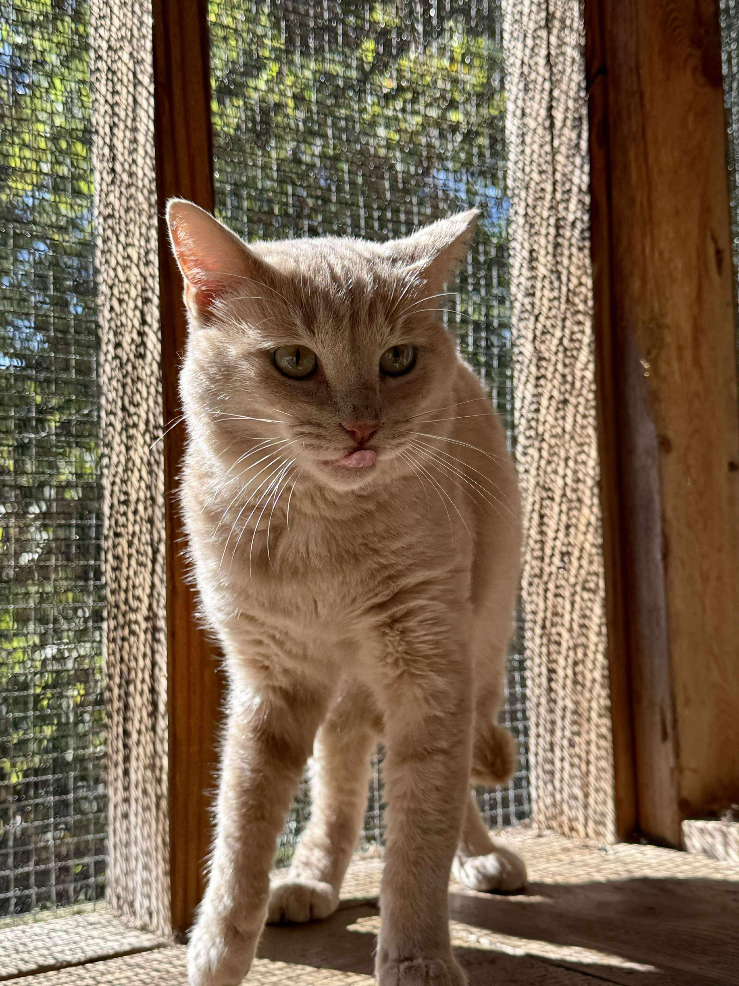 Mika, a Adoptable Domestic Short Hair in Talbott, TN image 5/5