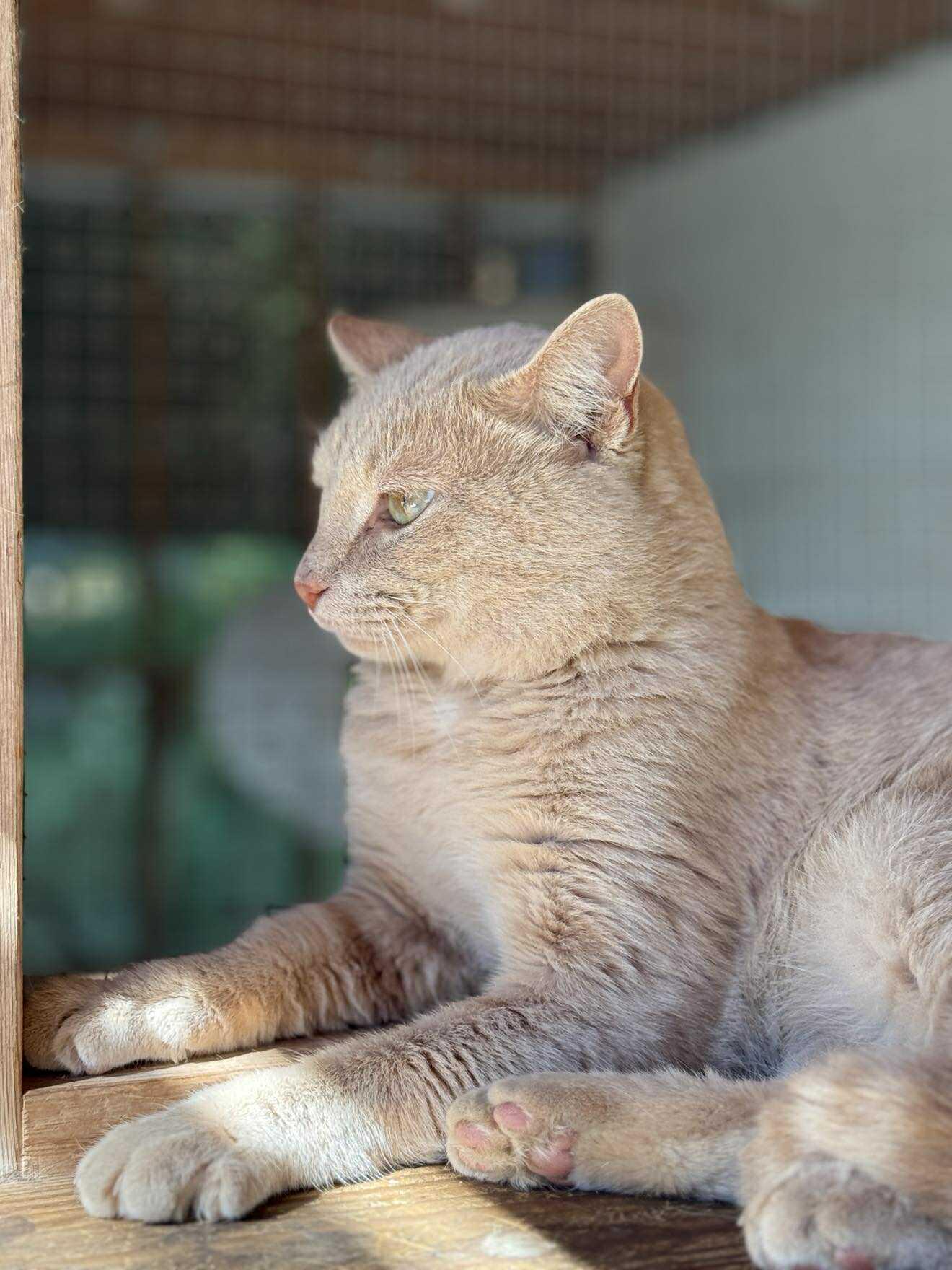 Mika, a Adoptable Domestic Short Hair in Talbott, TN image 3/5