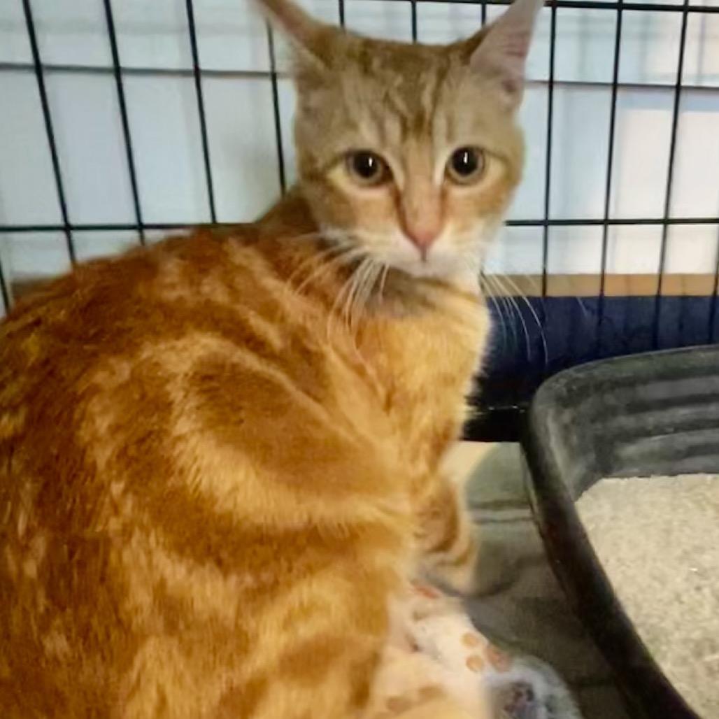 Enlarge Wendy, a Adoptable Domestic Short Hair in Othello, WA image 1/2