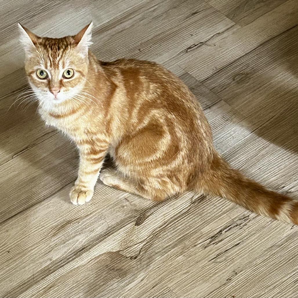 Wendy, a Adoptable Domestic Short Hair in Othello, WA image 2/3