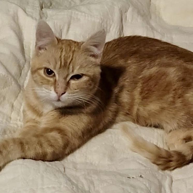 Enlarge Wendy, a Adoptable Domestic Short Hair in Othello, WA image 2/2