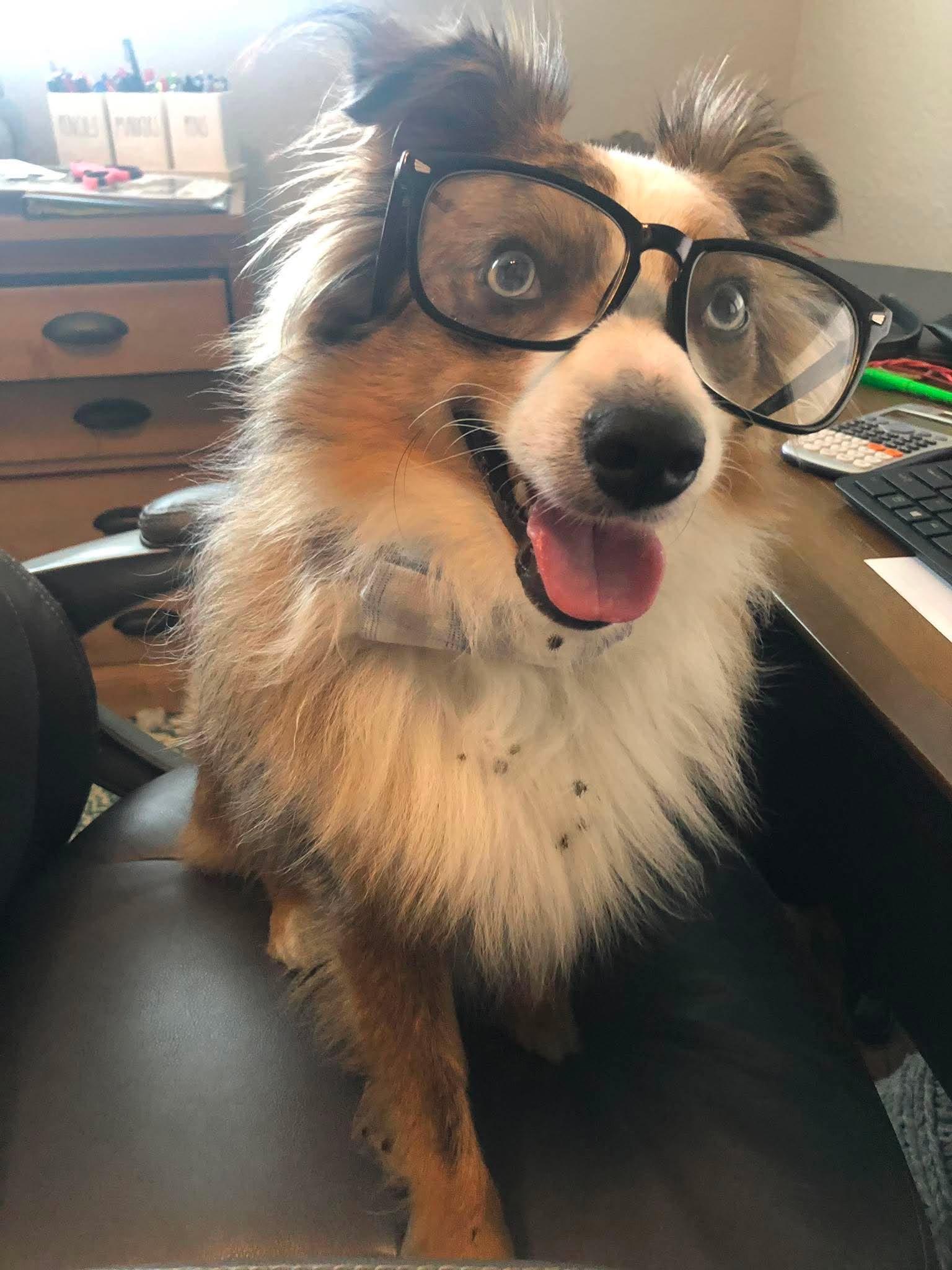 Enlarge Brainteaser Brady, a Adoptable Australian Shepherd in Richmond, VA image 2/6