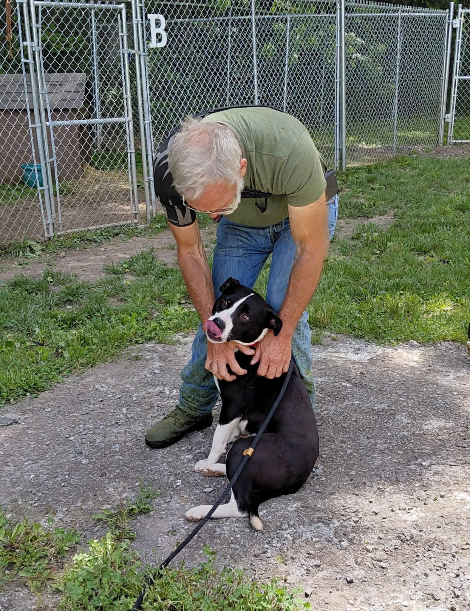 Chance (2yo, 51lbs), Adoptable, Adult Male Australian Cattle Dog / Blue Heeler & Hound.