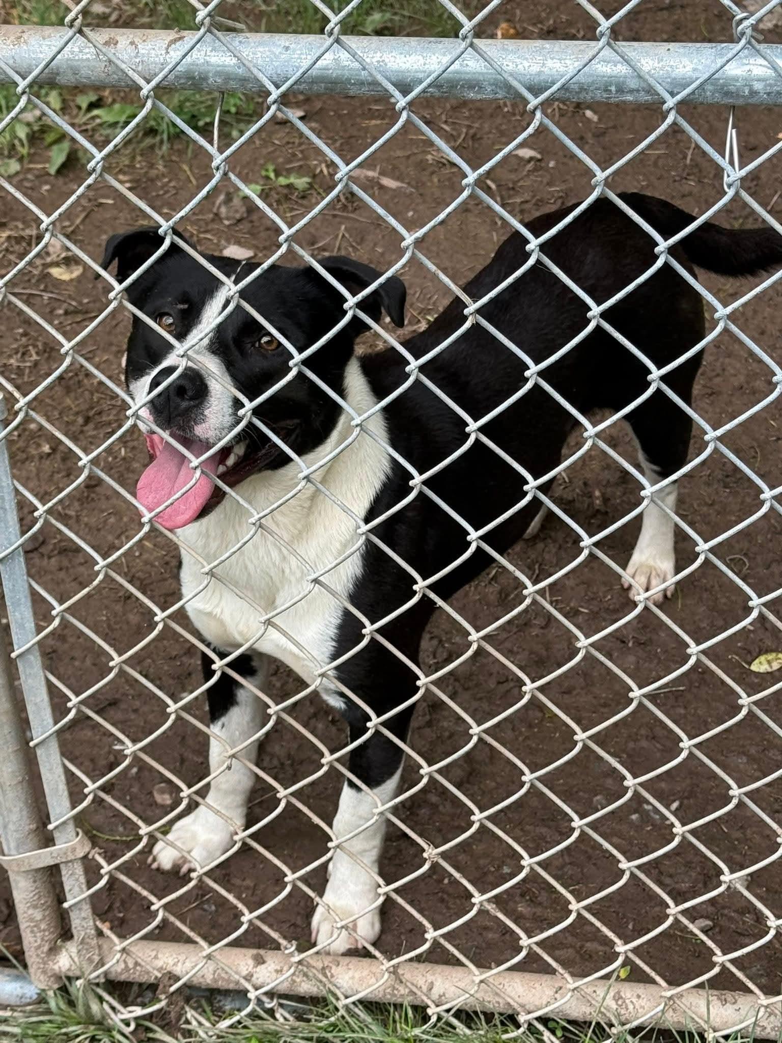 Enlarge Chance (2yo, 51lbs), a Adoptable mixed breed in Hinton, WV image 2/3