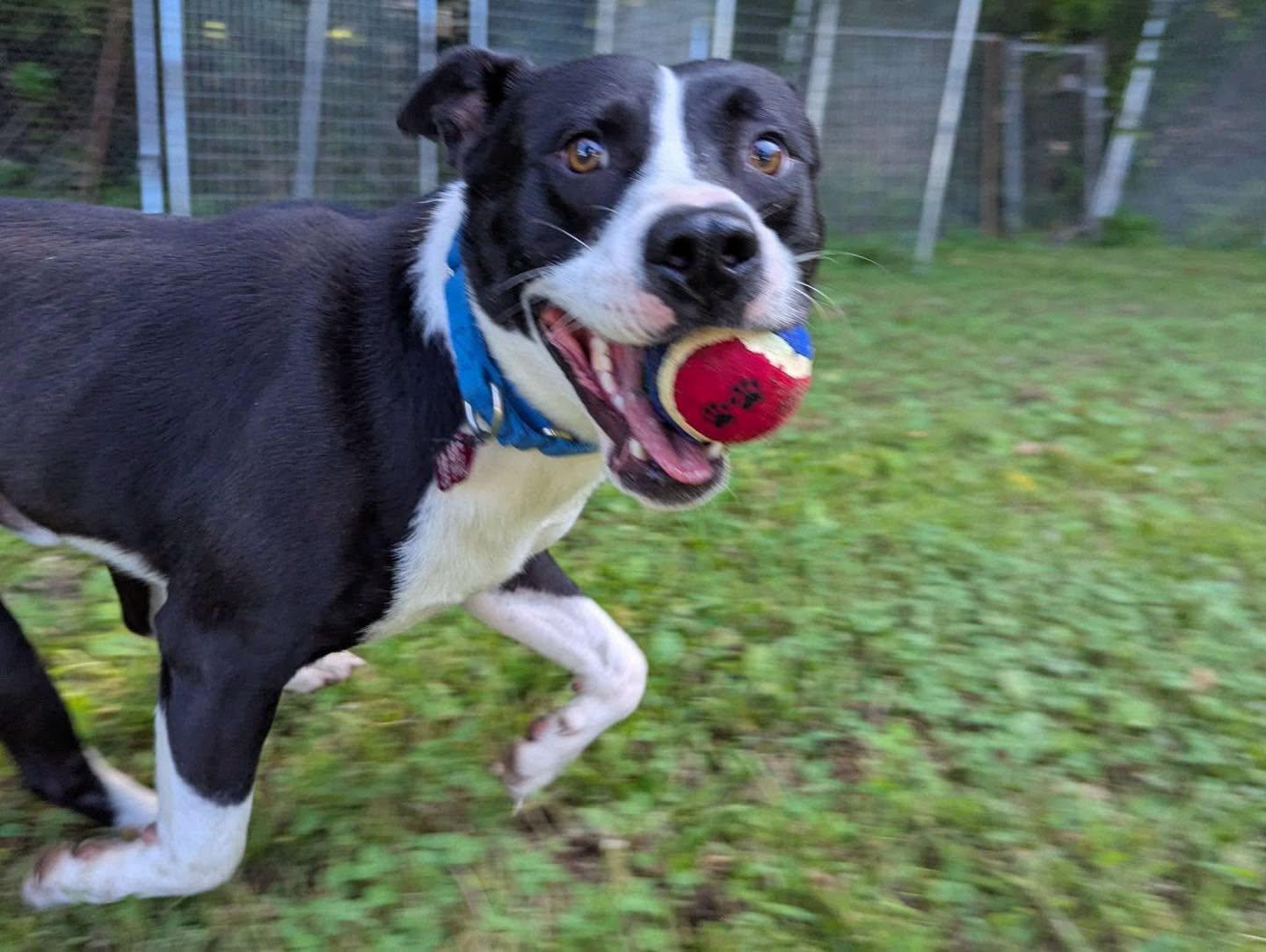 Chance (2yo, 51lbs), Adoptable, Adult Male Australian Cattle Dog / Blue Heeler & Hound.