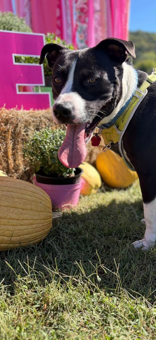 Enlarge Chance (2yo, 51lbs), a Adoptable mixed breed in Hinton, WV image 2/3