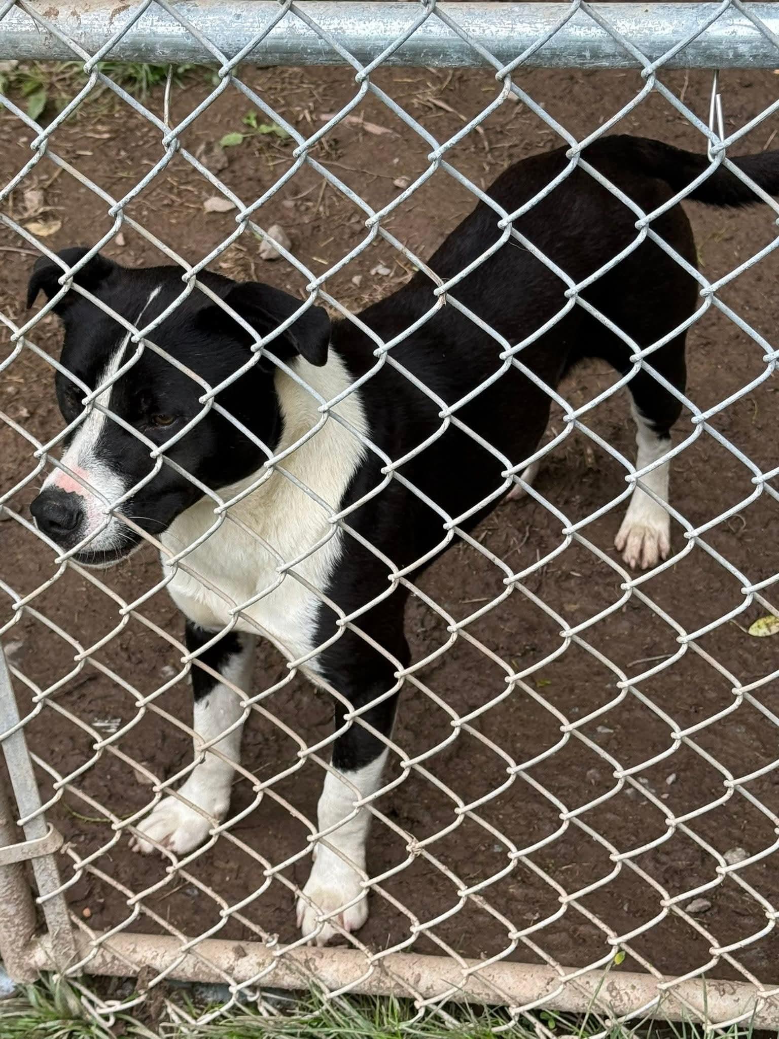 Enlarge Chance (2yo, 51lbs), a Adoptable mixed breed in Hinton, WV image 3/3