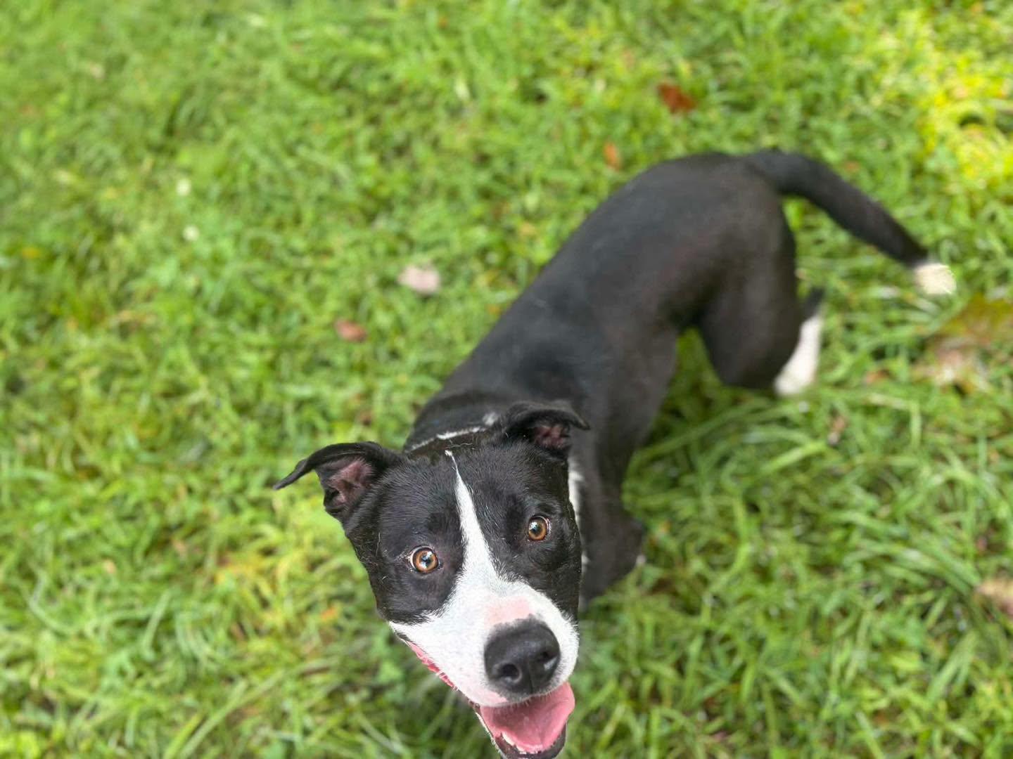 Enlarge Chance (2yo, 51lbs), a Adoptable mixed breed in Hinton, WV image 3/3