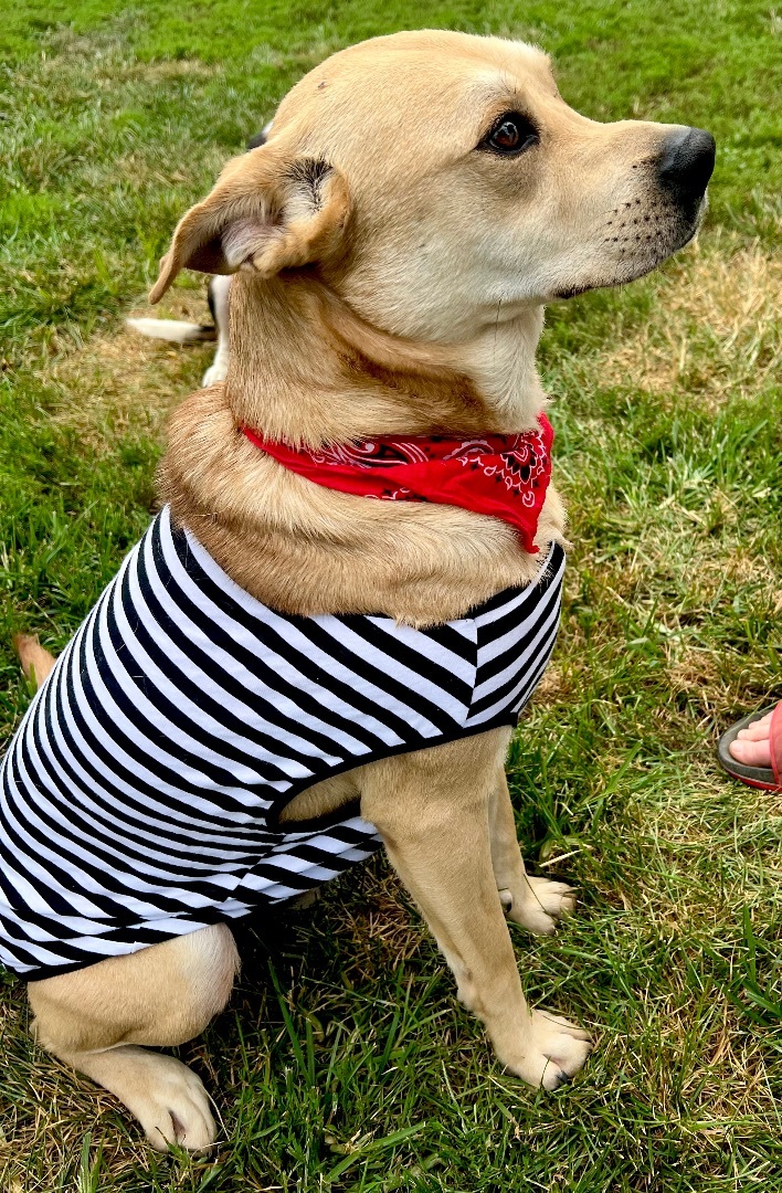 Enlarge George, a Adoptable mixed breed in St. Clair, MO image 3/5