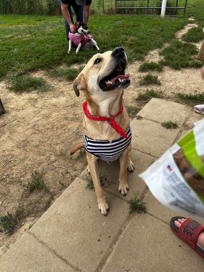 Enlarge George, a Adoptable mixed breed in St. Clair, MO image 5/5