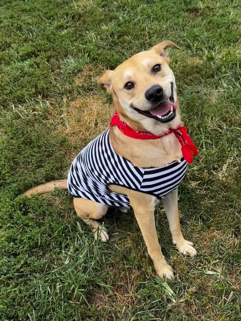 Enlarge George, a Adoptable mixed breed in St. Clair, MO image 1/5