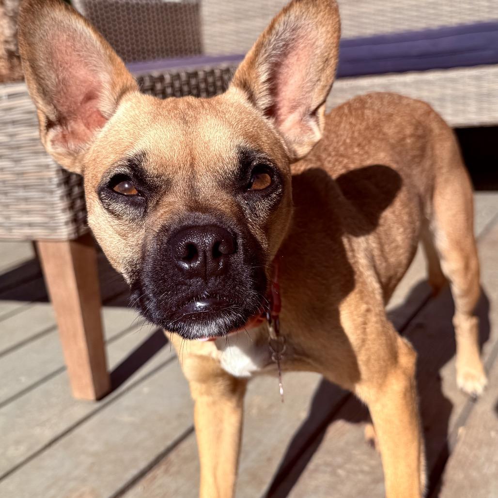 Peggy Sue, a Adoptable mixed breed in San Diego, CA image 1/6