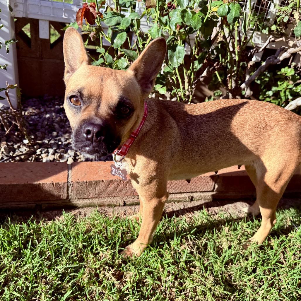 Peggy Sue, a Adoptable mixed breed in San Diego, CA image 2/6