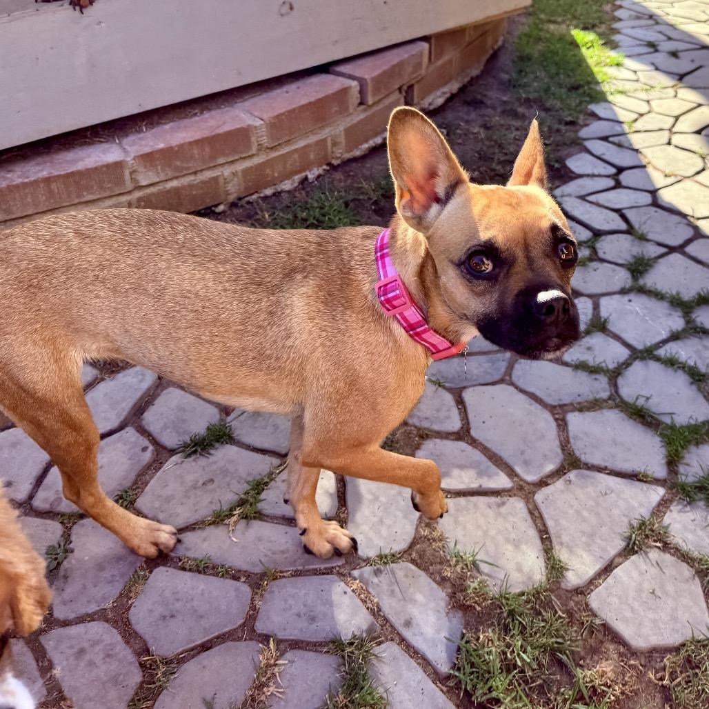 Peggy Sue, a Adoptable mixed breed in San Diego, CA image 3/6