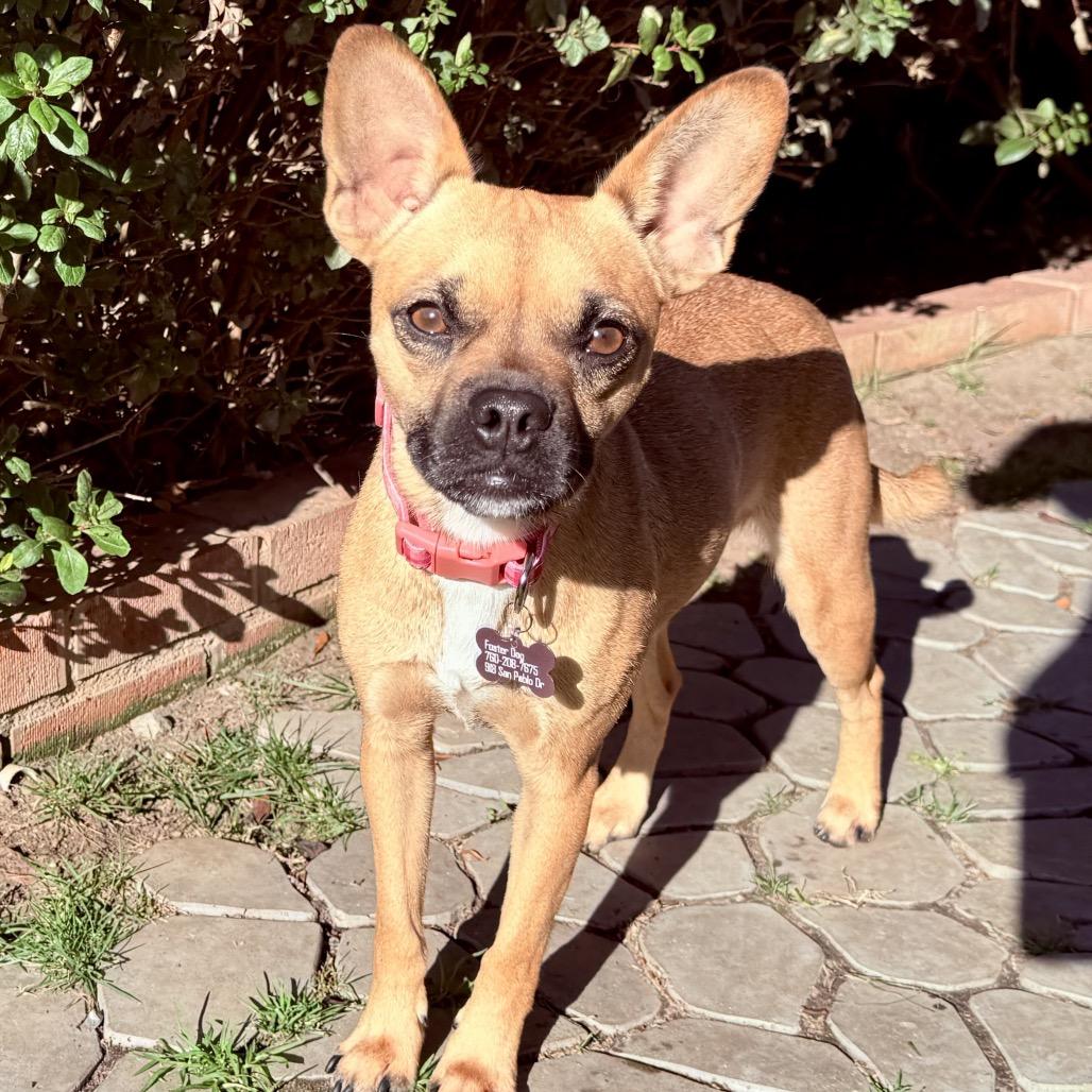 Peggy Sue, a Adoptable mixed breed in San Diego, CA image 4/6