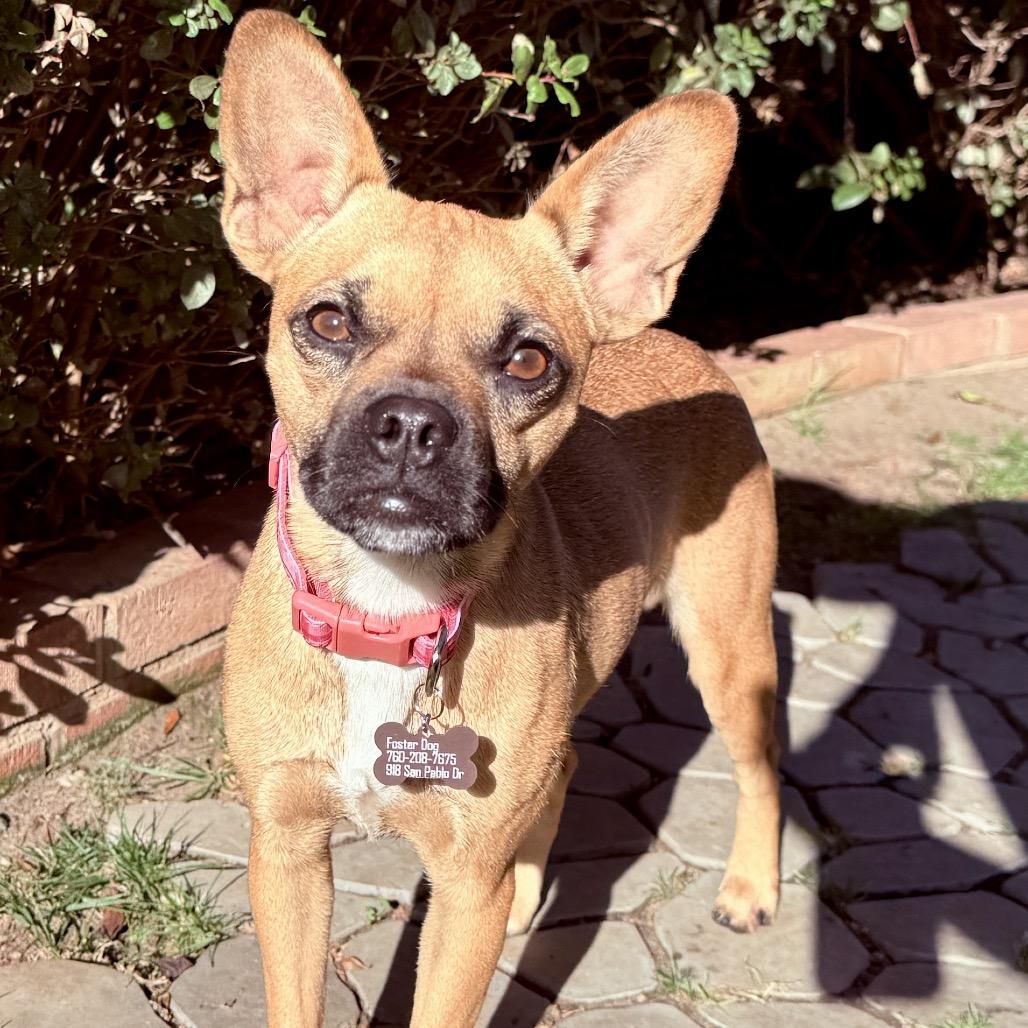 Peggy Sue, a Adoptable mixed breed in San Diego, CA image 5/6