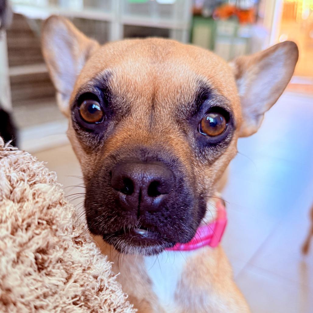 Enlarge Peggy Sue, a Adoptable mixed breed in San Diego, CA image 5/6