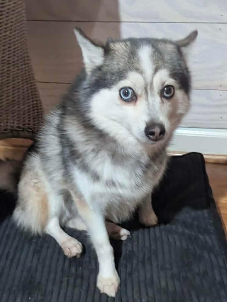 Katya, ADOPTABLE, Adult Female Pomsky.
