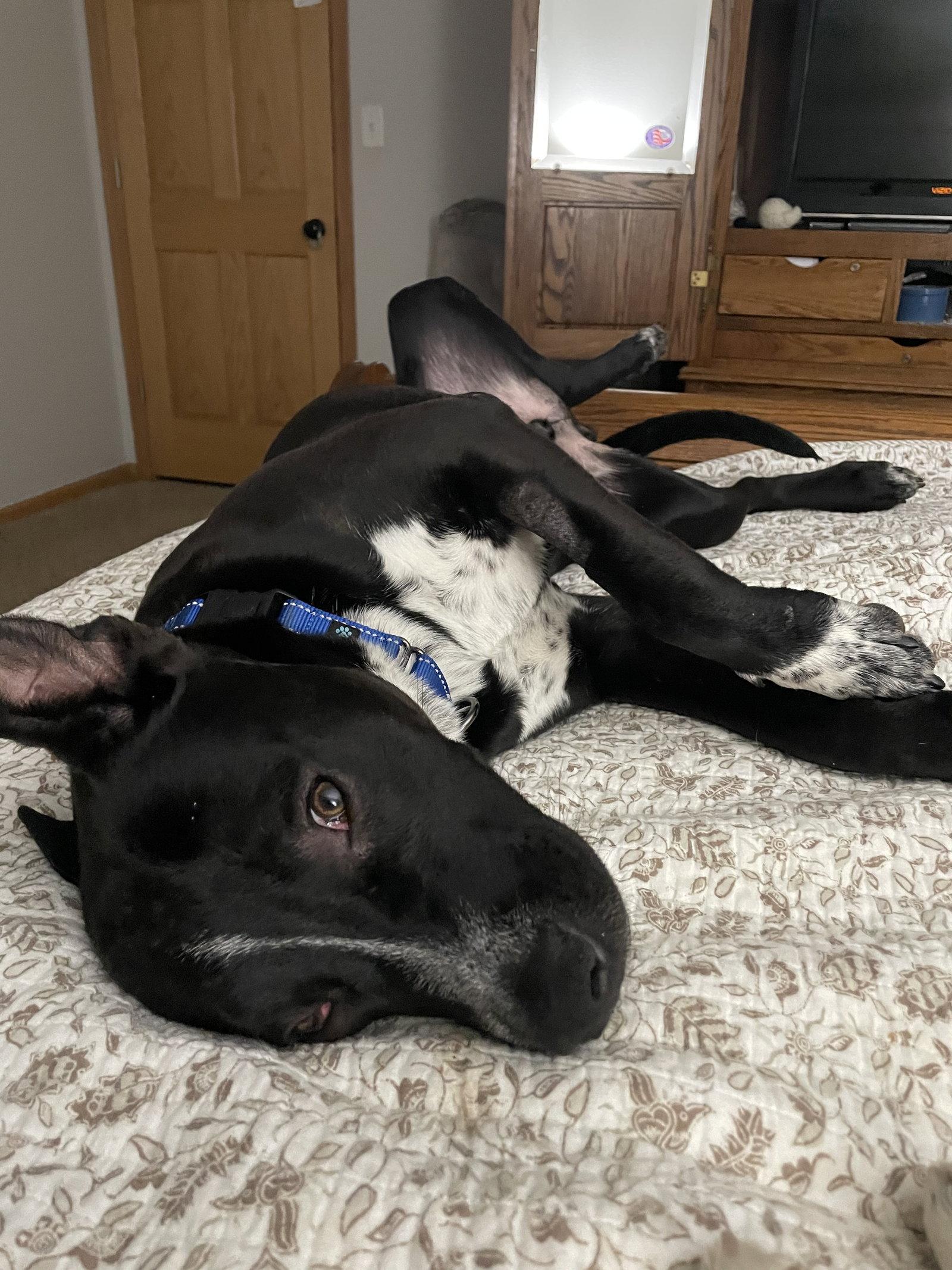 Enlarge Grady, a Adoptable mixed breed in Topeka, KS image 1/3