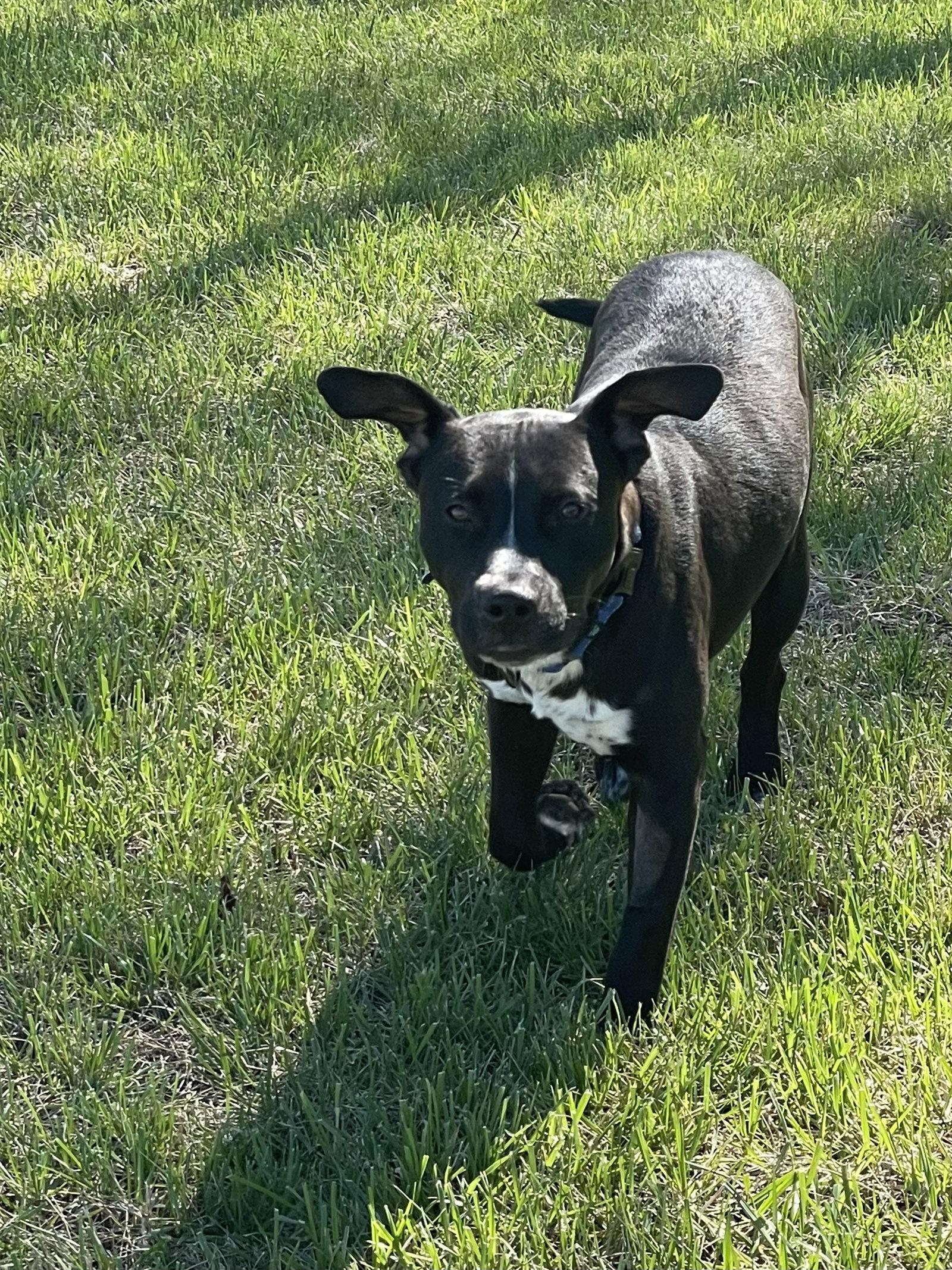 Enlarge Grady, a Adoptable mixed breed in Topeka, KS image 2/3